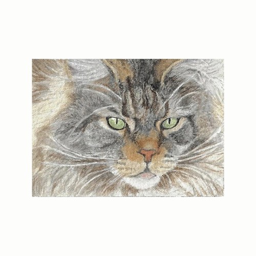 Aceo atc maine - coon, cat
