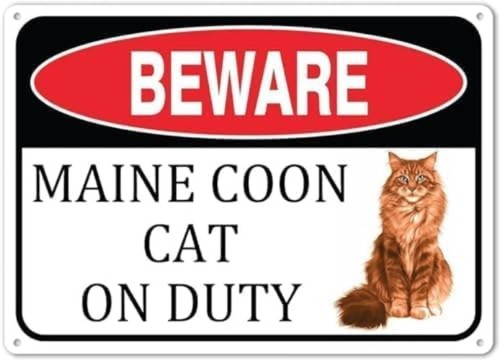 Beware maine coon - coon, on