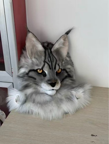 Ready stock maine coon cat - stock,