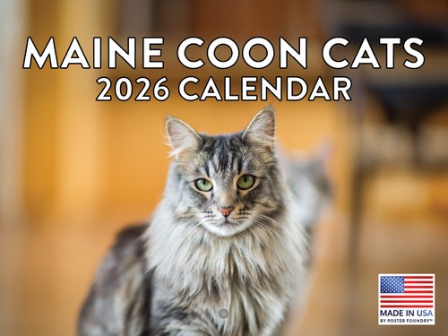 Maine coon cat calendar 2026 - coon,