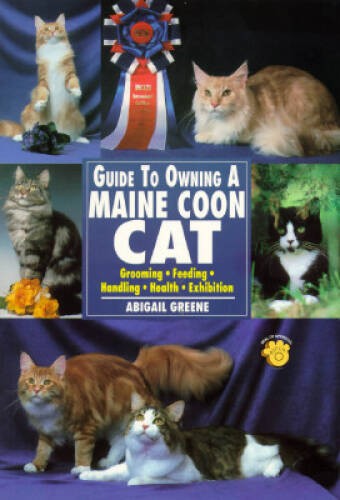 Guide owning maine coon - guide, to