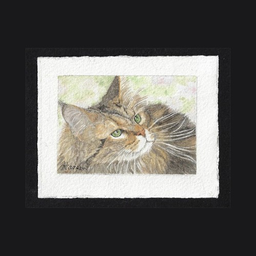 Aceo original maine coon - coon, cat