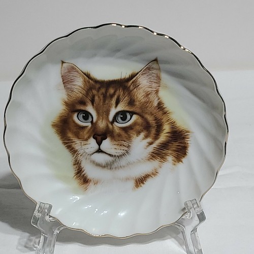 Norcrest cat maine coon - norcrest,