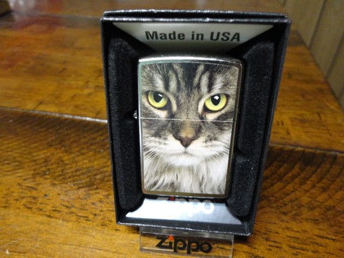 Maine coon cat zippo - cat,