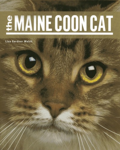 The maine coon cat - the,