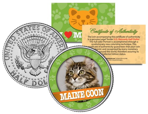 Maine coon cat - maine,