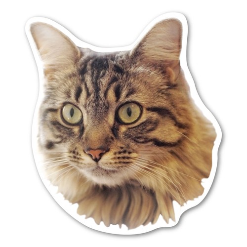 Maine coon cat magnet - coon,