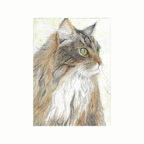 Aceo atc maine coon - aceo,