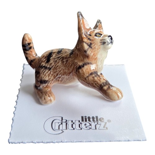 Little critterz cat maine - cat, coon