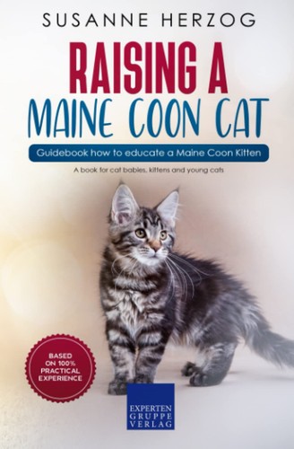 Raising maine coon cat - coon, –
