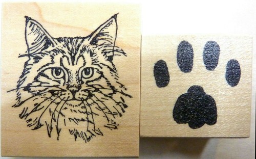 Maine coon cat - face, and