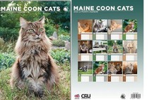 Maine Coon Cats 2026 Calendar