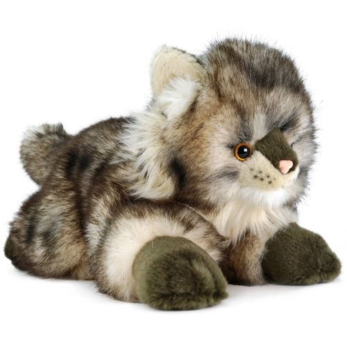 Ricky the maine coon 16 - coon,